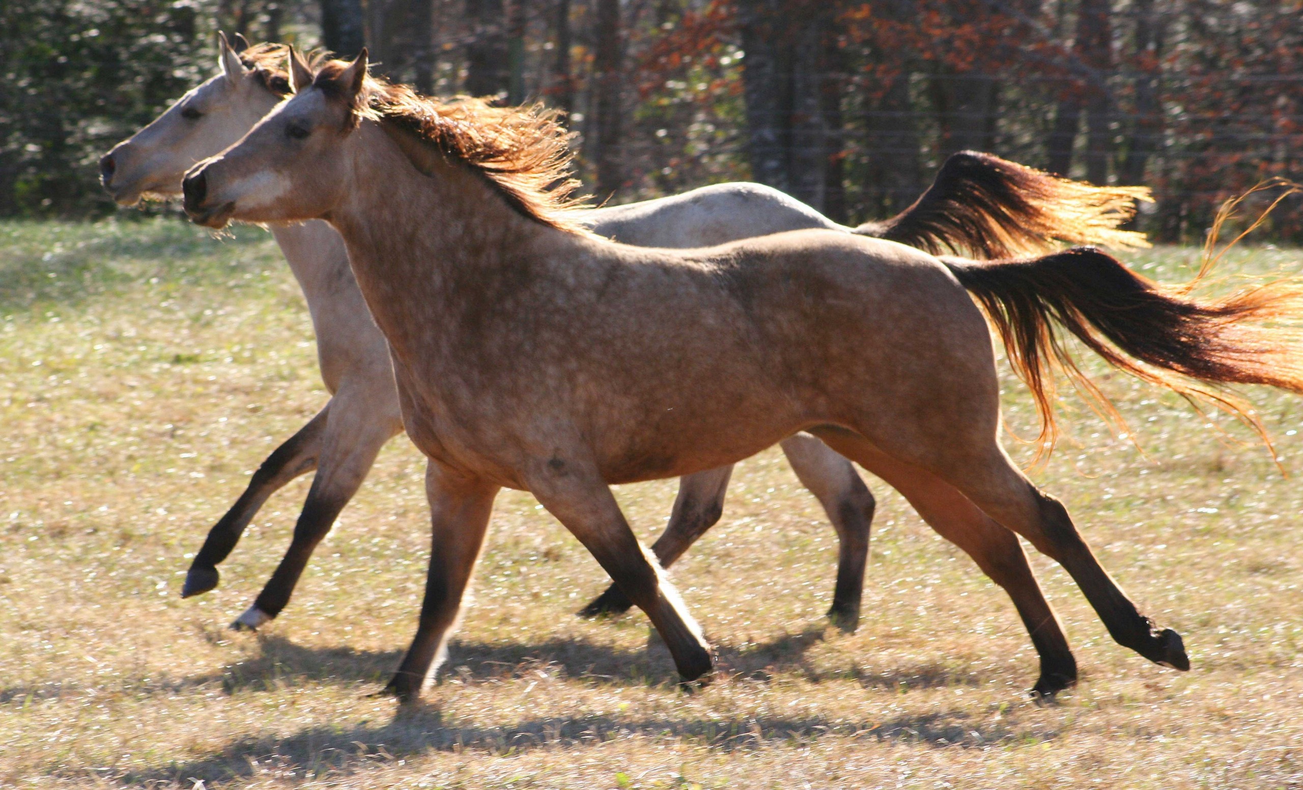 farm-motion-wild-herd-pasture-grazing-639683-pxhere.com Inhalationstherapie